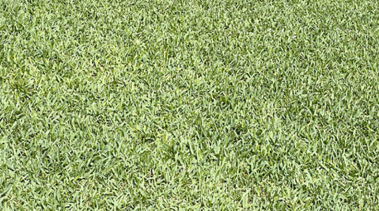 Most Common Diseases In St Augustine Grass Prevent Identify