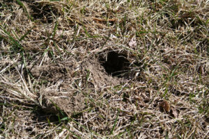 Got Small Holes in Lawn Overnight? Here's What Causes Them and What You ...