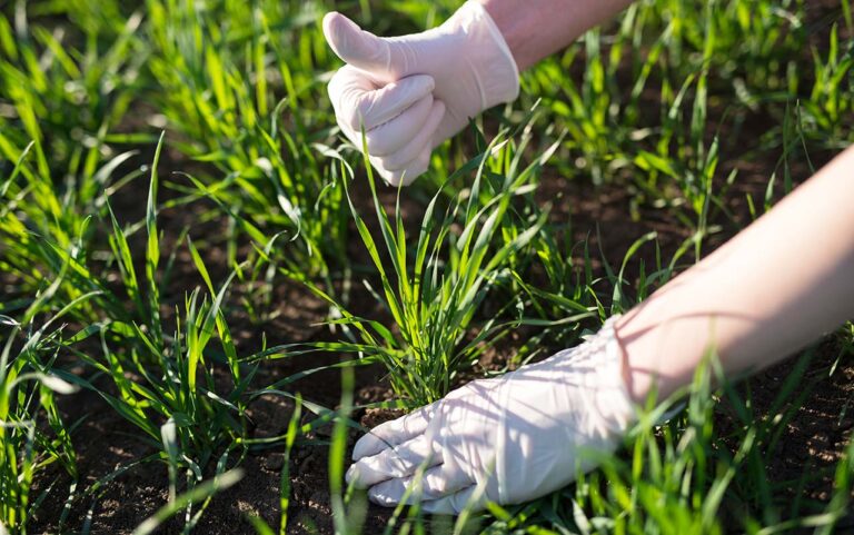 When And How To Plant St Augustine Grass Plugs