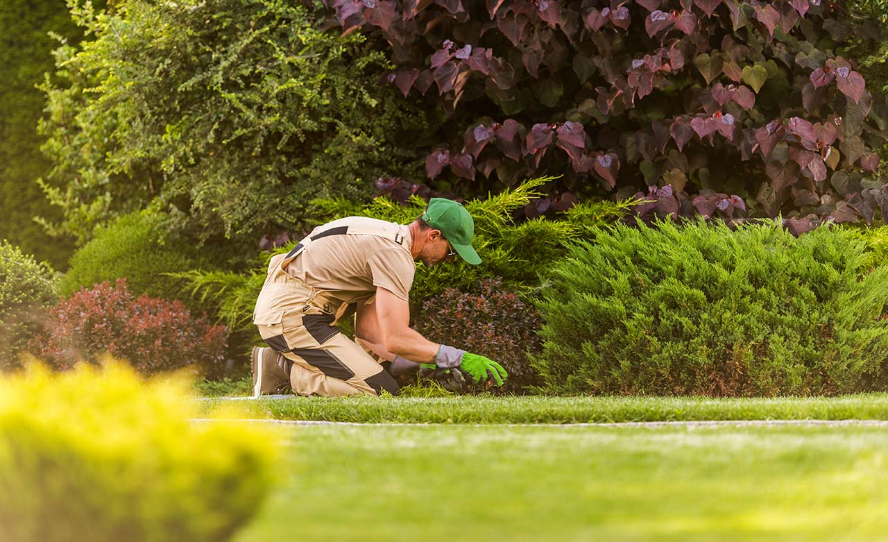 Got Small Holes in Lawn Overnight? Here's What Causes Them and What You ...