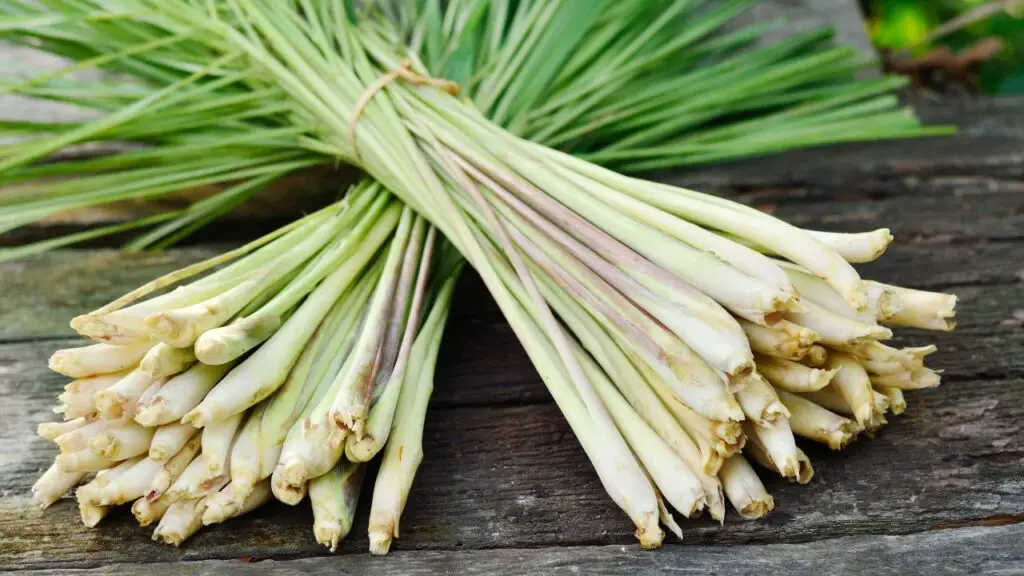 fresh lemongrass