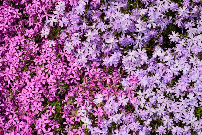 Creeping Phlox