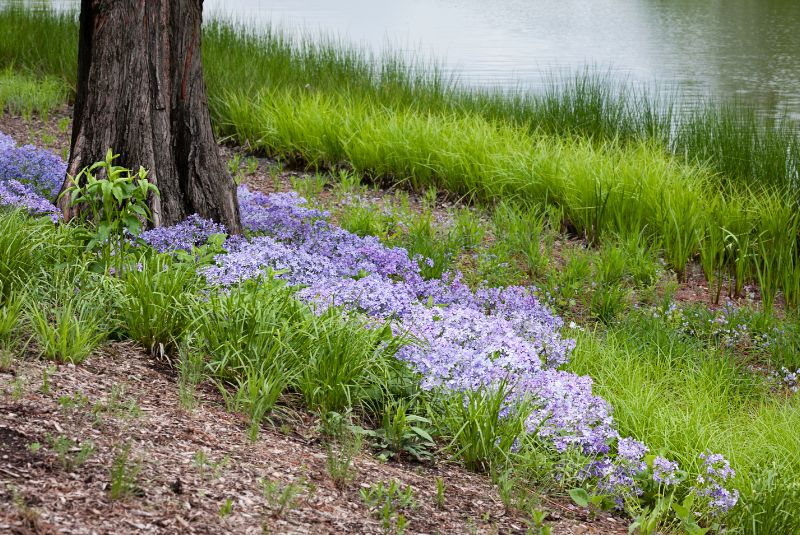 Creeping Phlox