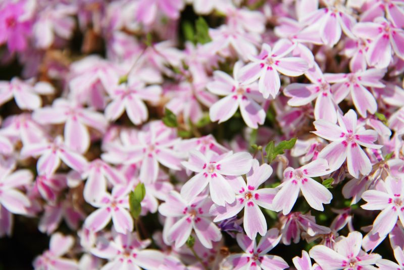 Creeping Phlox