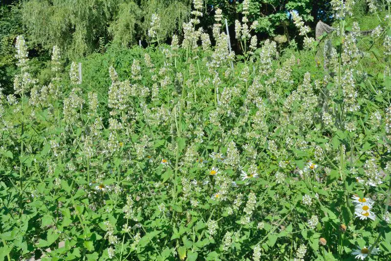 Lemon Balm