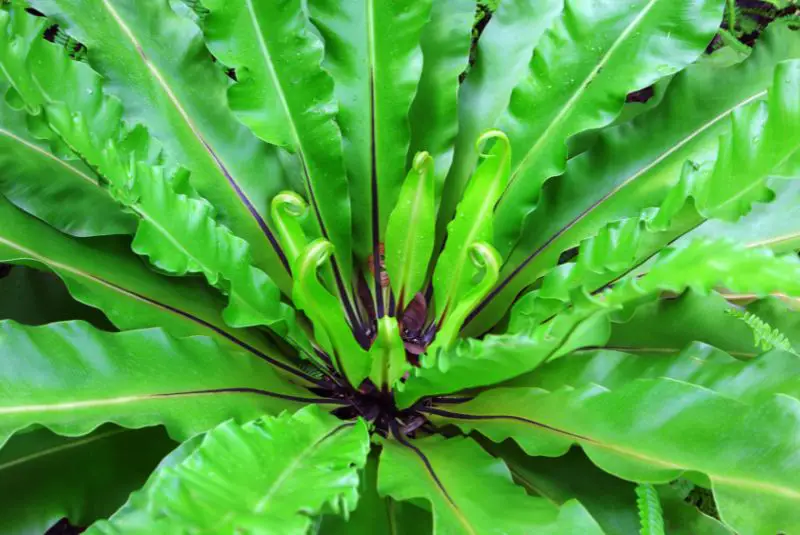 crispy wave fern close up