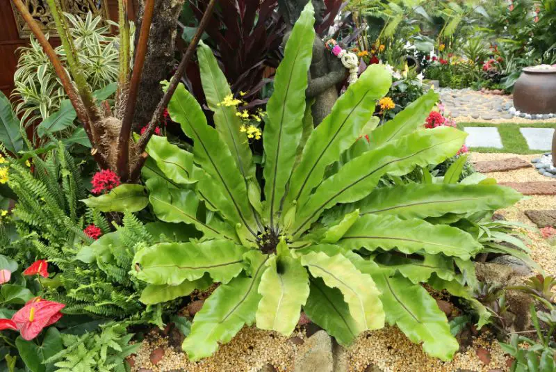 crispy wave fern in garden