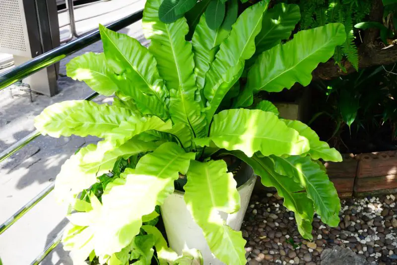 crispy wave fern in pot