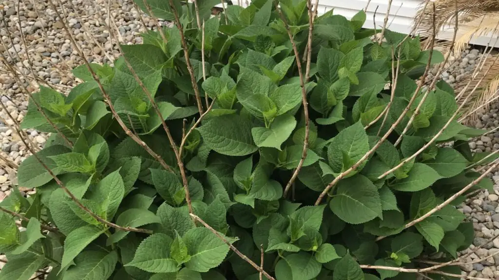 cut back hydrangeas