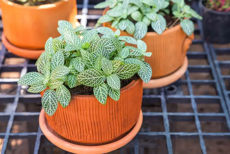 My Tips On Caring For Your Fittonia Plant