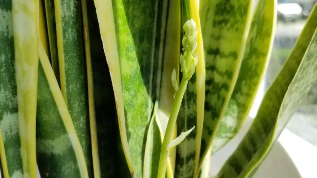 flowering snake plant