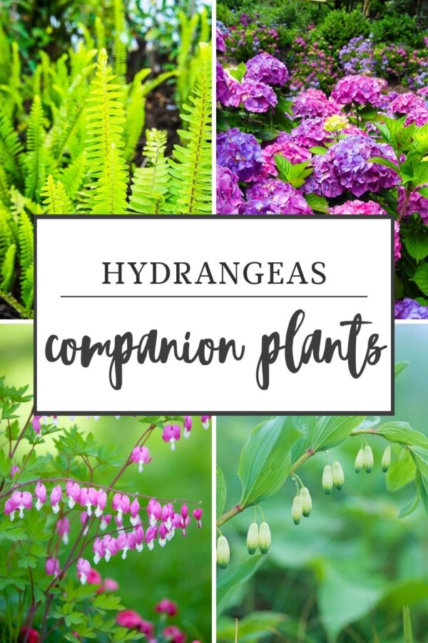 Best Hydrangeas Companion Plants For Your Garden