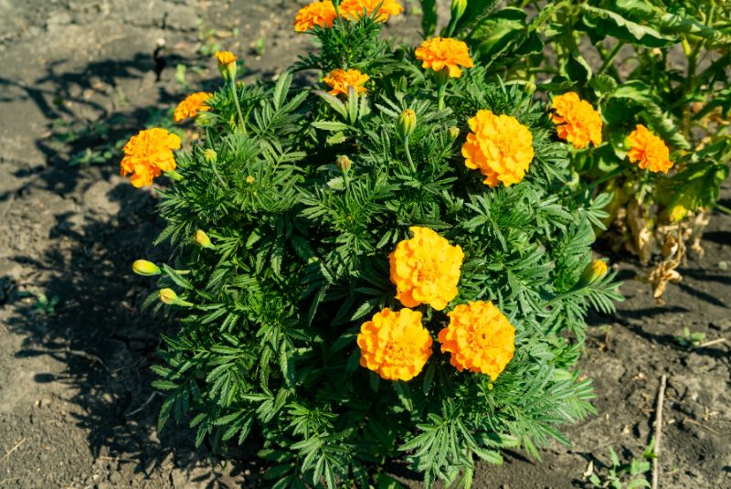 marigolds