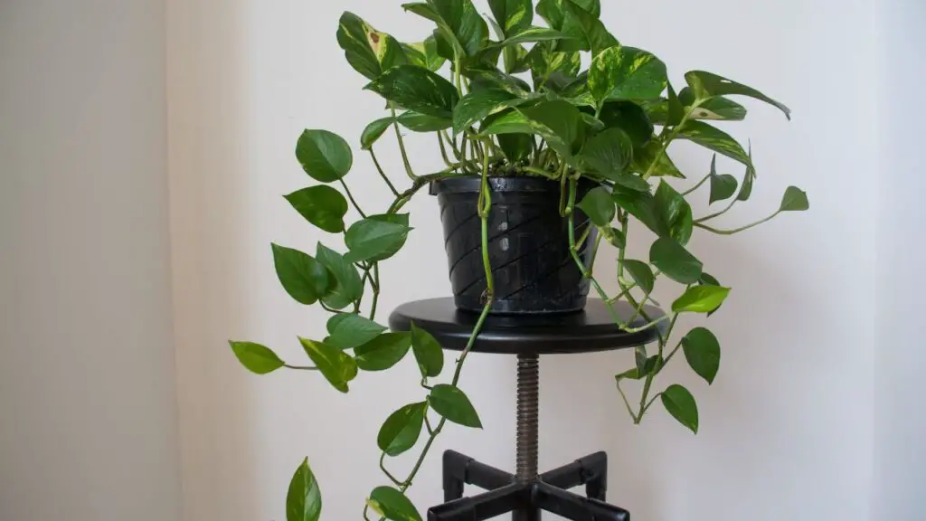 pothos on plant stand