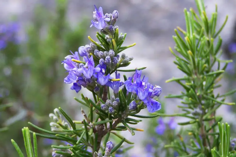 rosemary