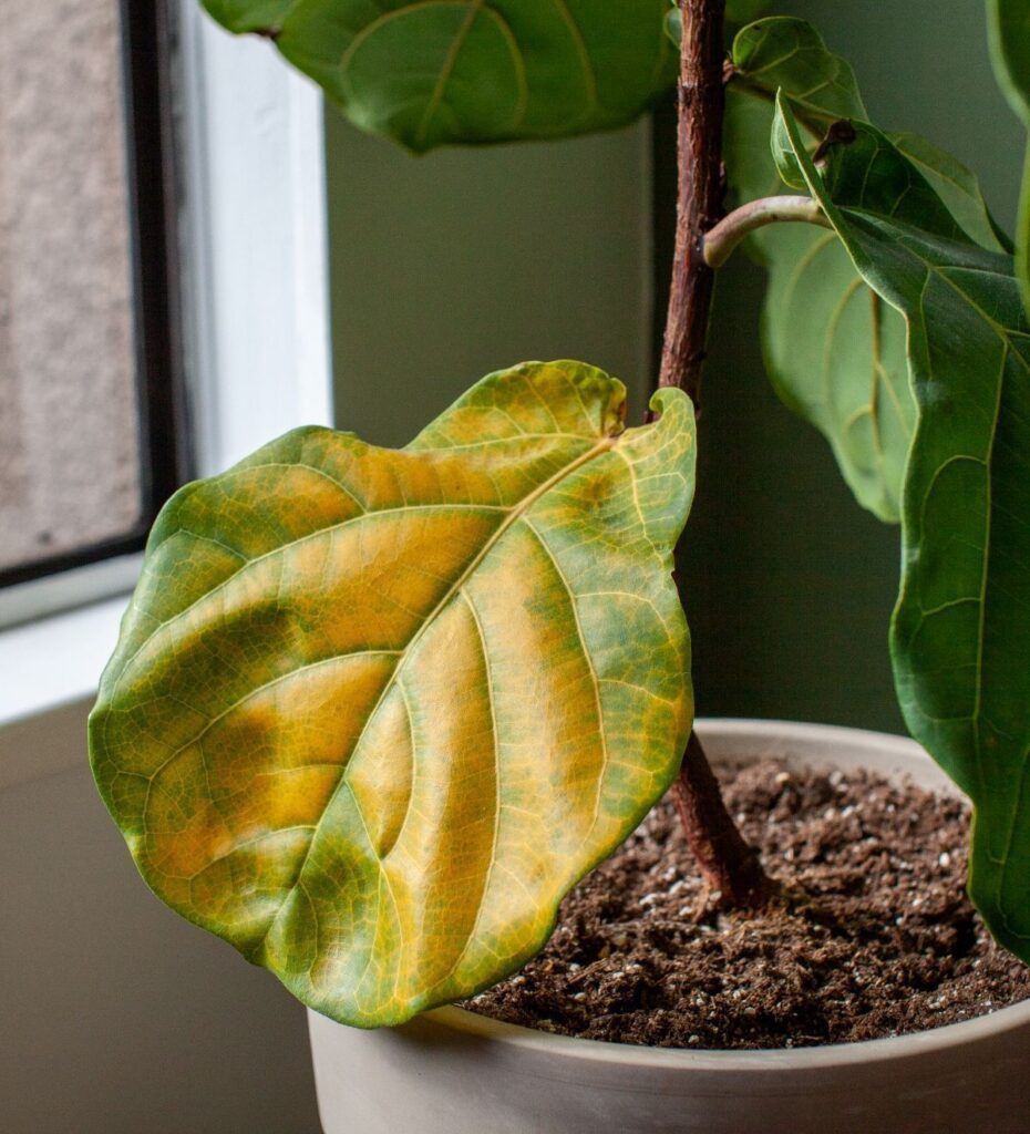 How I Spot And Treat Root Rot In Houseplants