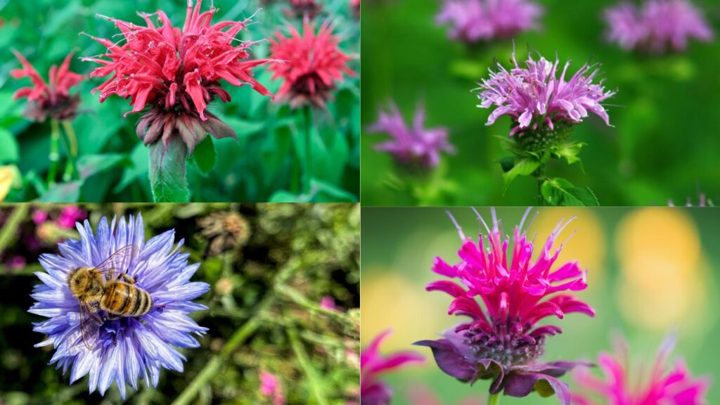 bee balm