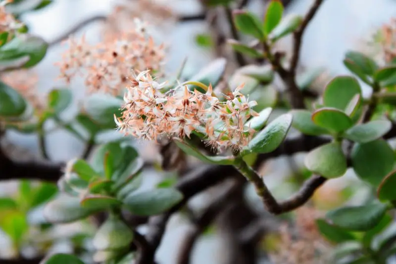 blooming jade plant