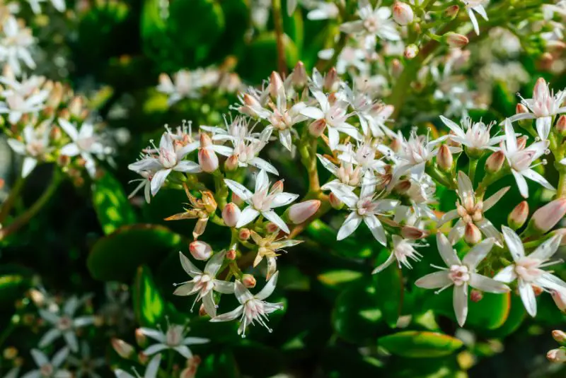 blooming jade plant