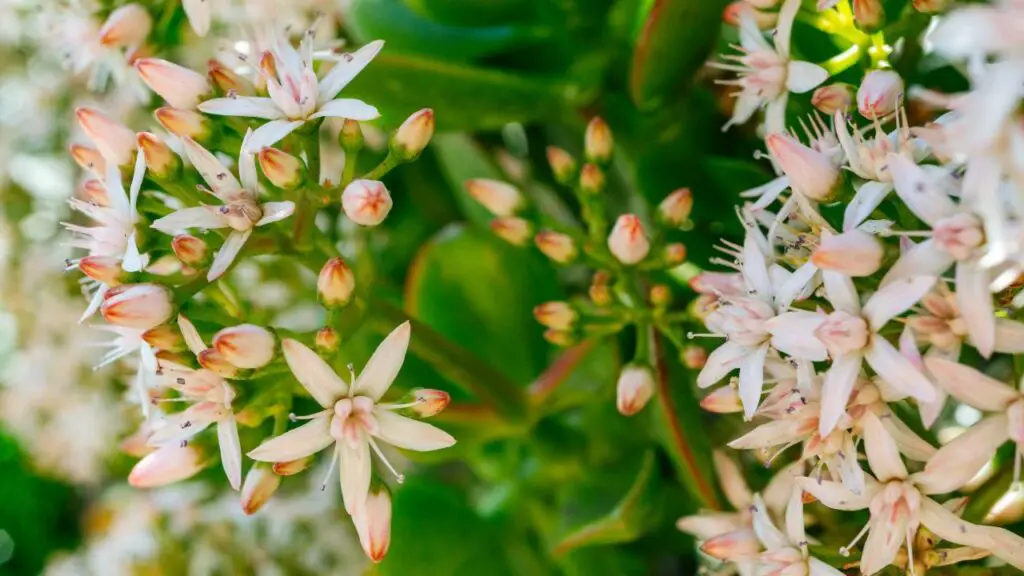 flowering jade plant