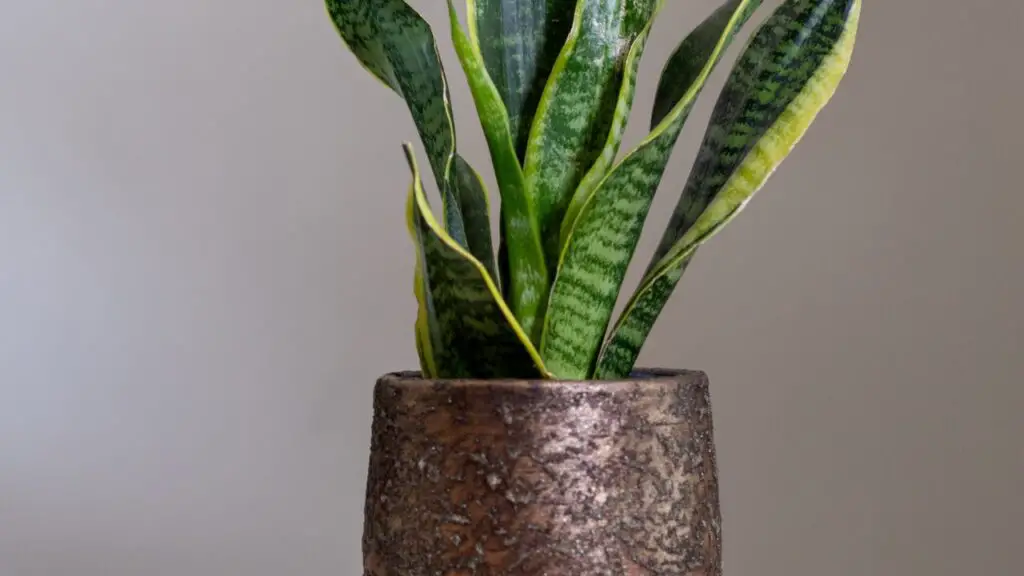 snake plant close up