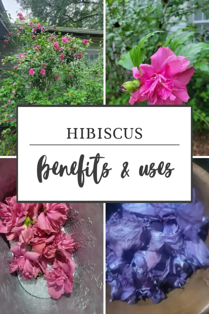 HIBISCUS BENEFITS & USES