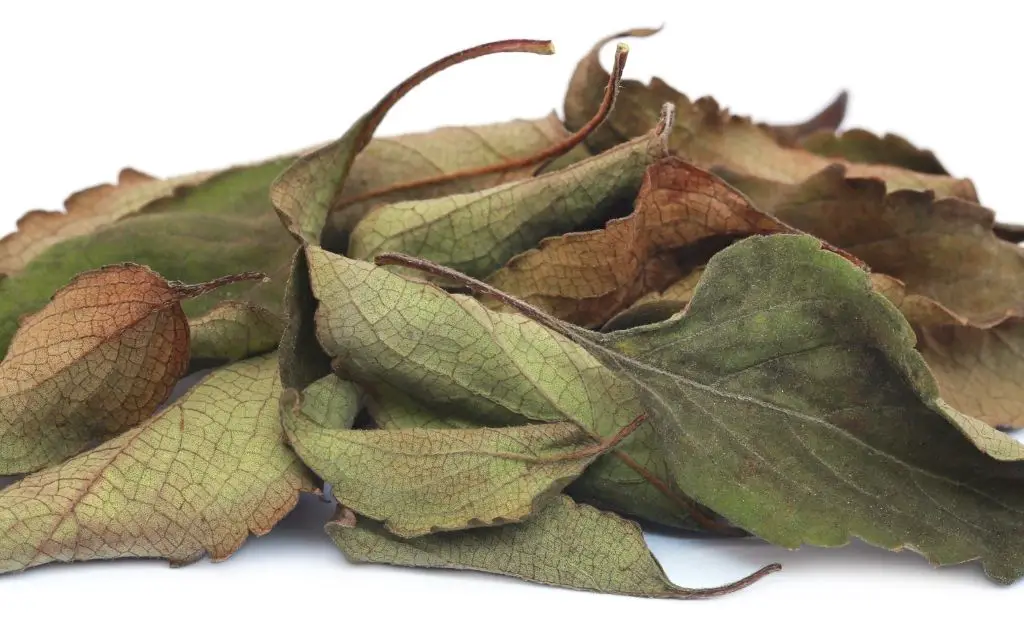 dry basil leaves