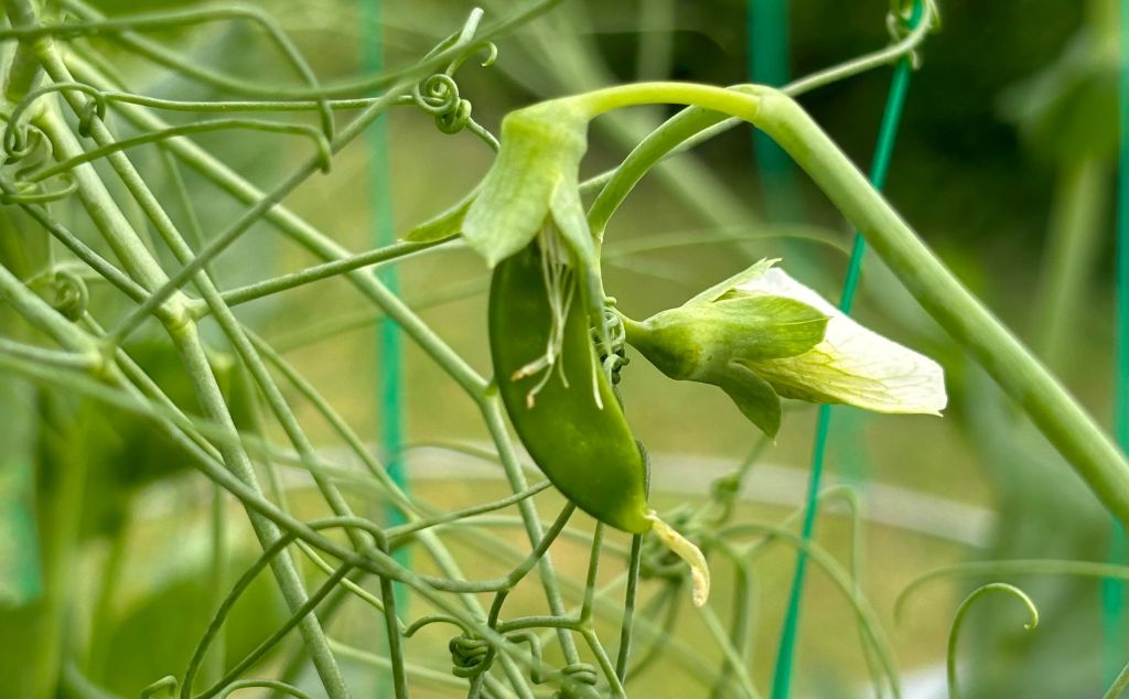 growing sweet peas